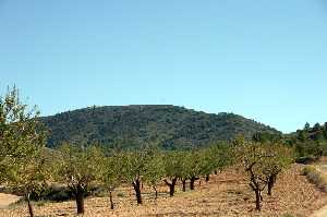 Plantaci�n de Almendros 