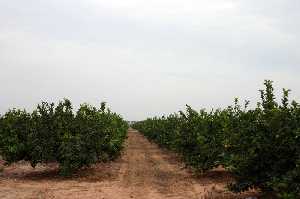 Plantaci�n de Limones 