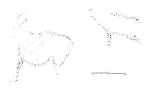 Calco de Cueva de Las Cabras [Yacimientos Cieza]