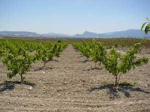 Agricultura de regado 