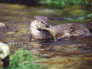 Nutria (Lutra lutra)