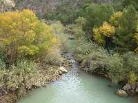 Vegetacin de Ribera en el Segura 
