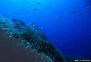 Figura 1. Mancha de Posidonia instalada sobre un promontorio rocoso de pronunciada pendiente 