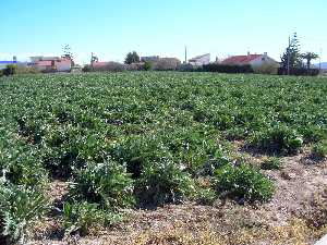 Bancal de Alcachofa en camino del Castej�n 