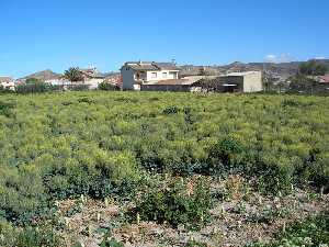 Bancal de brocoli en camino del Castej�n 