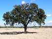�rbol aislado