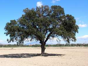 �rbol aislado 