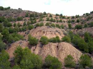Pinos J�venes en Tercia