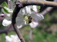 Abeja polinizando