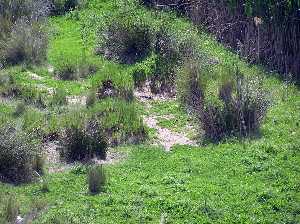Plantas de esparto