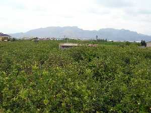 Limoneros de El Raal (Murcia) 
