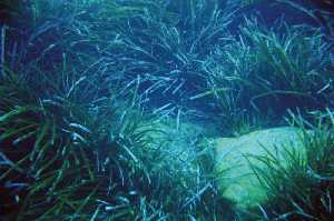 Praderas de Posidonia oce�nica