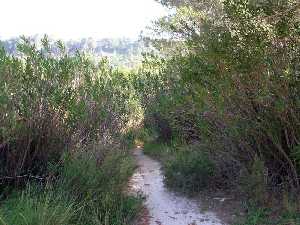 La vegetaci�n de Caputa 
