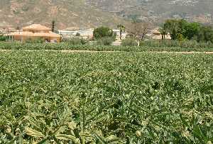 Plantaci�n de Alcachofas casas al fondo