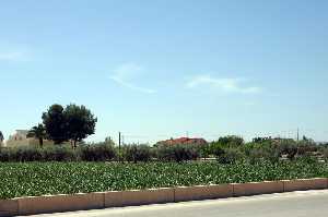 Plantaci�n de alcachofas y olivos