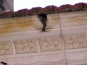 Gorri�n y su nido en antiguo caser�o