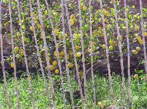 Huerto con ca�as y limonero