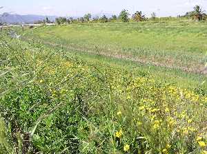 Vegetaci�n en los m�rgenes del r�o