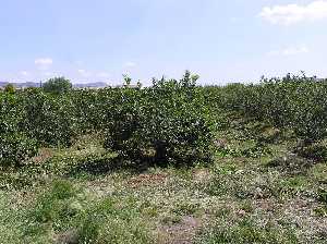 Limoneros en la vereda de Tabala