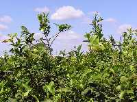 Limoneros de Alquer�as