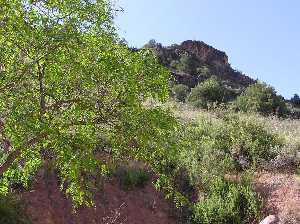 Tomillares y espartales en la subida al Miravete[Torreag�era]