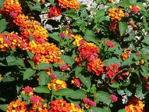 Flores ornamentales de Javal Nuevo 