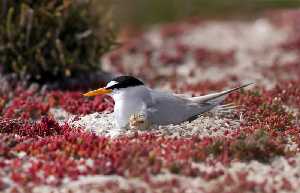 Charrancito (Sterna albifrons) en su nido con un polluelo