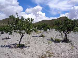 Campo de almendros en El Saladillo (Mazarr�n) 