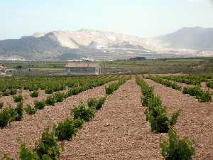 Plantaci�n de vi�as y canteras al fondo