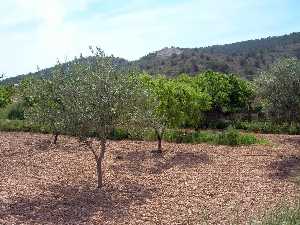 Almendros y olivos[Ca�ada de Le�a]