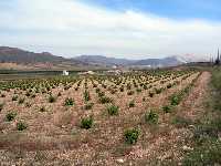 Vista de plantaci�n de Vid