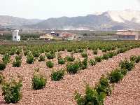 Vi�as y viviendas