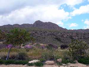 Vegetaci�n y al fondo sierra de las Moreras