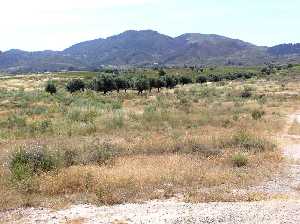 Olivos