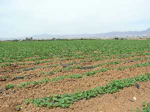 Plantacin de melones