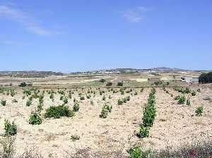 Campos de cultivo a la entrada de Avil�s (Lorca) 