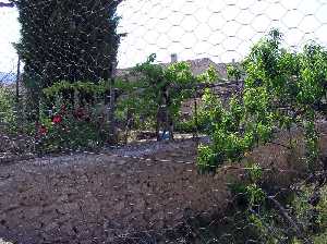 Huertos en el caser�o