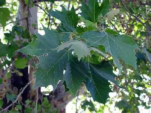 Hojas de falso pl�tano