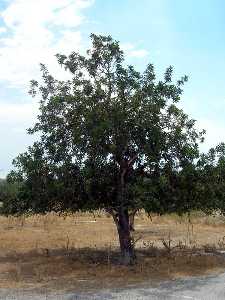 Algarrobos