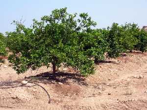 Ctricos en finca Borrambla