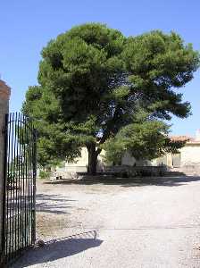 Pino centenario