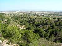Paisaje de con�feras en Corvera (Murcia) 