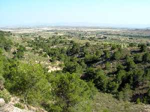 Paisaje de con�feras en Corvera (Murcia) [Corvera]