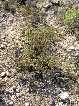 Vegetaci�n en La Naveta