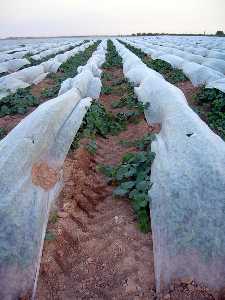 Cultivo bajo pl�stico