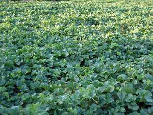 Plantaci�n de patatas