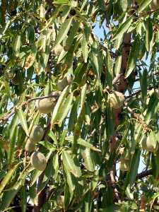 Detalle de Almendros[Los Mart�nez del Puerto]