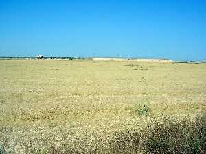 Plantaci�n de cereal