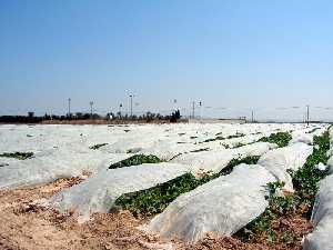 Cultivo bajo pl�stico