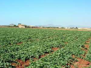 Bancal de melones del Lentiscar 